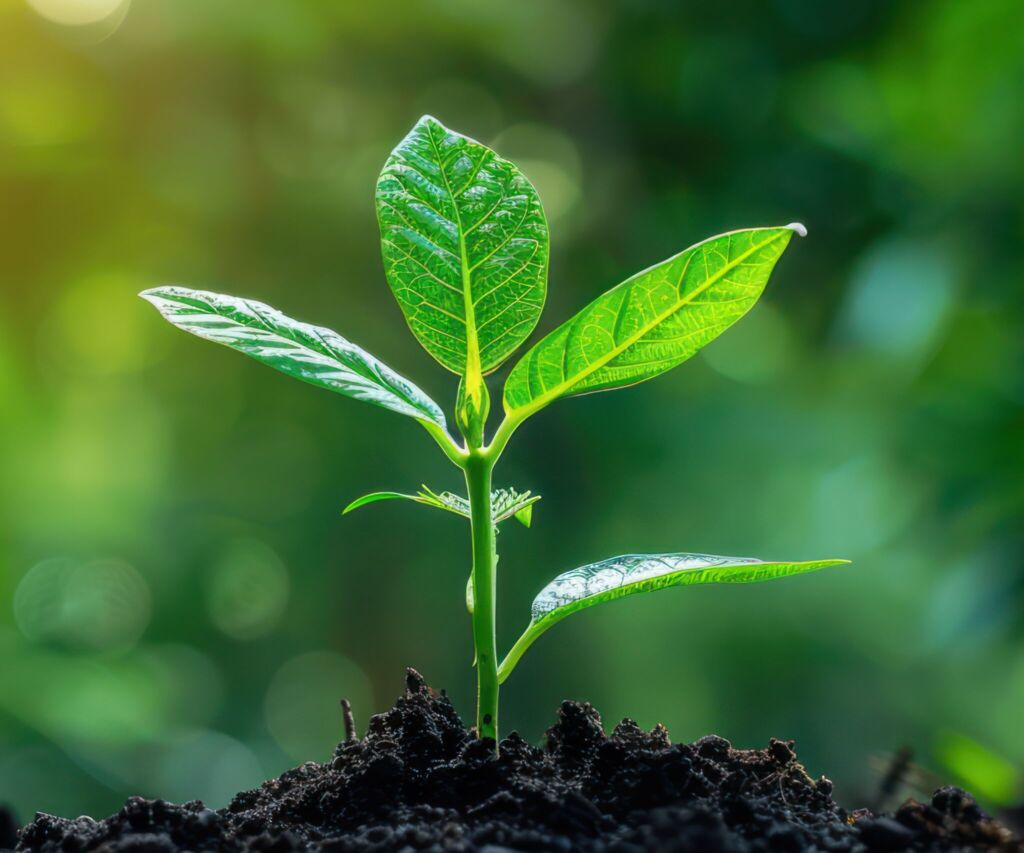 Net Zero Carbon Offset Goal scaled e1716886162386